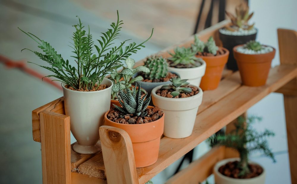 Hundreds of houseplants will be on display at Lehigh Valley Wicked