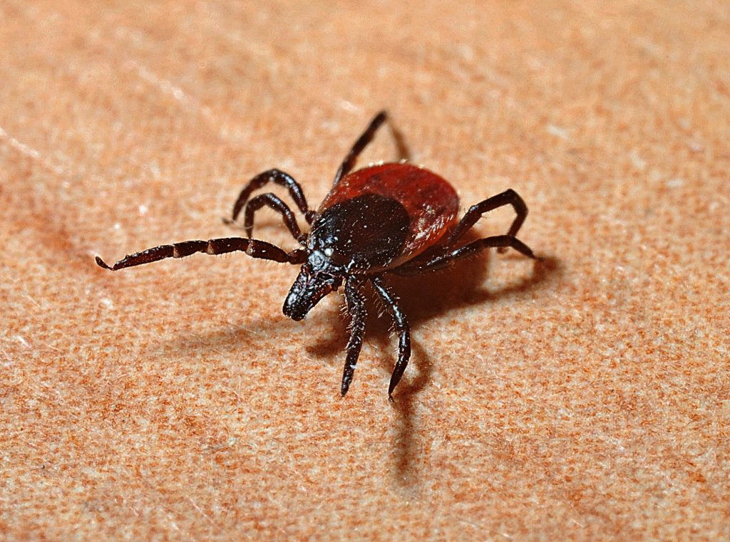 The study's goal is to vaccinate small animals against ticks.